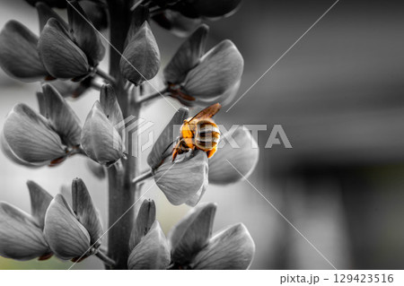 蜜蜂 蜜蜂 129423516