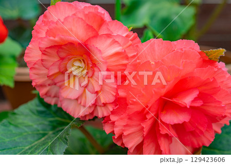 （大分県）くじゅう花公園の球根ベゴニア　赤・ピンク系 129423606