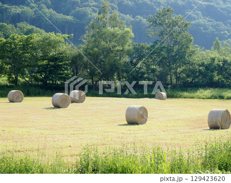 牧草ロールがころがる北海道の風景 牧草ロールがころがる北海道の風景 129423620