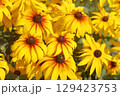 Yellow flowers rudbeckia laciniata or rudbeckia golden ball. Selective focus. 129423753
