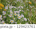 Aster ericoides white heath asters flowering plants, beautiful bunch of autumnal flowers in bloom. 129423761