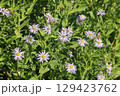 Aster ericoides white heath asters flowering plants, beautiful bunch of autumnal flowers in bloom. 129423762