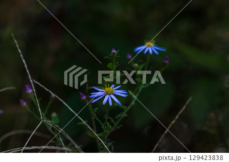 青い花 129423838