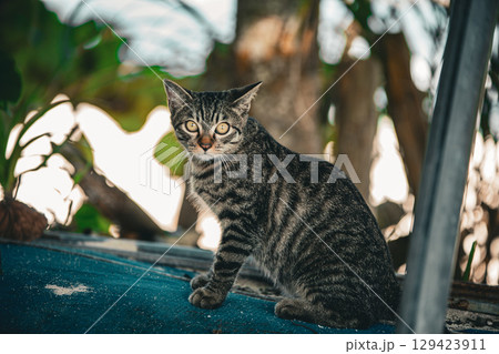 ジャングルの猫 129423911