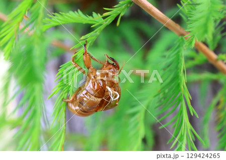 セミの抜け殻　 129424265