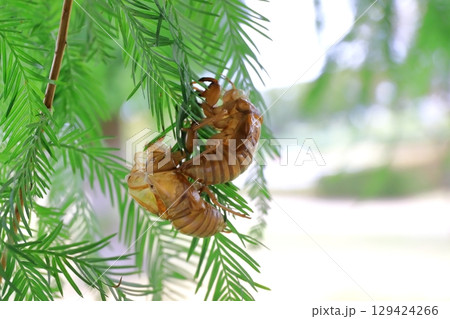 セミの抜け殻 セミの抜け殻 129424266