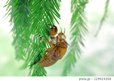 セミの抜け殻　 129424268