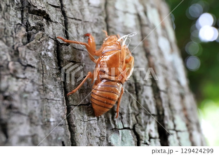 セミの抜け殻　 129424299