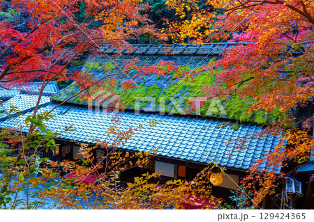 鮮やかな紅葉の奥嵯峨 鳥居本 鮮やかな紅葉の奥嵯峨 鳥居本 129424365