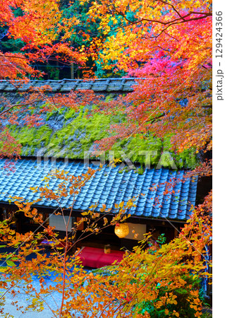 鮮やかな紅葉の奥嵯峨　鳥居本 129424366