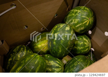 Fresh, ripe green watermelons are abundant in a large brown cardboard box, signifying a healthy harvest, summer fruit, and agricultural food produce 129424697