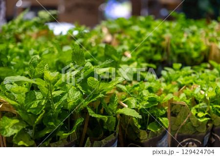 Lush green mint plants, packaged for retail sale, showcasing natural freshness and organic produce in a grocery store aisle Lush green mint plants, packaged for retail sale, showcasing natural freshness and organic produce in a grocery store aisle 129424704