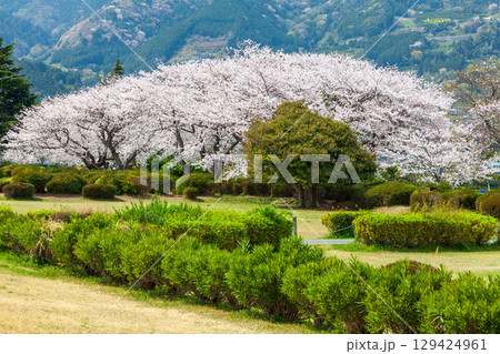 満開の桜 静岡県富士市かりがね堤にて 満開の桜 静岡県富士市かりがね堤にて 129424961