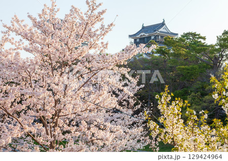 岡崎城と満開の桜　愛知県岡崎市にて 129424964