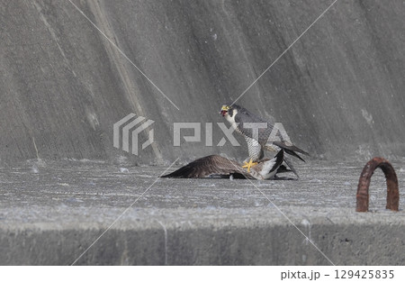 ウミネコの幼鳥を食べるハヤブサ ウミネコの幼鳥を食べるハヤブサ 129425835
