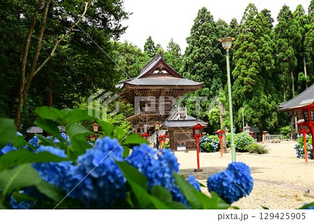 アジサイが満開 音羽山 清水寺 アジサイが満開 音羽山 清水寺 129425905