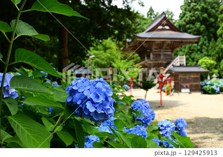 アジサイが満開 音羽山 清水寺 アジサイが満開 音羽山 清水寺 129425913