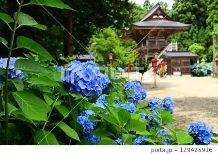 アジサイが満開 音羽山 清水寺 129425916