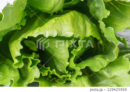 Fresh green ramen salad, lettuce leaves closeup, macro. Background with natural texture and color Fresh green ramen salad, lettuce leaves closeup, macro. Background with natural texture and color 129425950