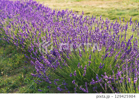 Lavender bushes blooming under warm sunlight in peaceful purple and green summer field background Lavender bushes blooming under warm sunlight in peaceful purple and green summer field background 129425984