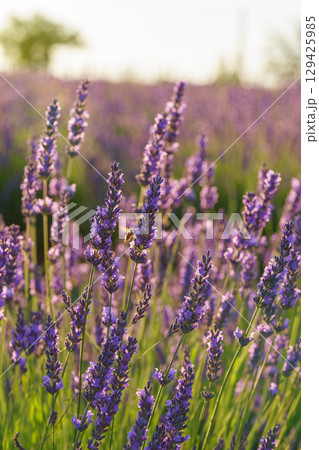 Lavender blossoms glowing in soft evening sunlight during peak summer bloom in a fragrant garden 129425985