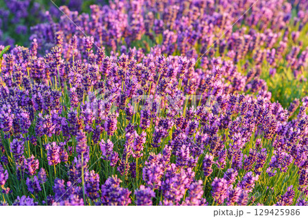 Lavender bushes blooming under warm sunlight in peaceful purple and green summer field background Lavender bushes blooming under warm sunlight in peaceful purple and green summer field background 129425986