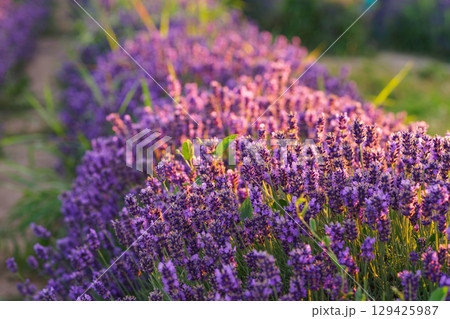 Lavender bushes blooming under warm sunlight in peaceful purple and green summer field background Lavender bushes blooming under warm sunlight in peaceful purple and green summer field background 129425987