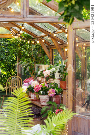 Wooden greenhouse full of blooming flowers and lush plants in bright and vibrant summer garden 129425991
