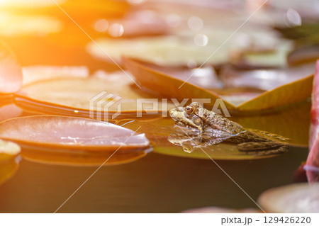 frog leaf water lily. A small green frog is sitting at the edge of water lily leaves in a pond 129426220