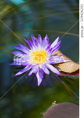 水面に浮かぶ睡蓮の花 水面に浮かぶ睡蓮の花 129426291