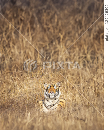 wild male bengal tiger or panthera tigris ranthambore national park forest reserve rajasthan india. tiger cub sitting in grass in dry grassland in winter morning golden hour light season safari 129426300