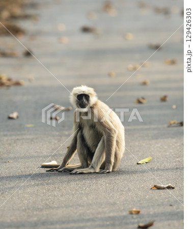Tarai gray langur or Semnopithecus hector an Old World monkey closeup or portrait sitting on tar road or safari track in forest at pilibhit national park tiger reserve uttar pradesh india asia 129426303
