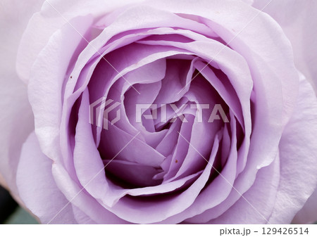 紫の薔薇 129426514