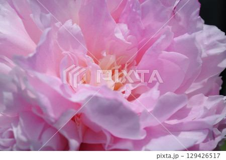 ピンク色の芍薬 129426517