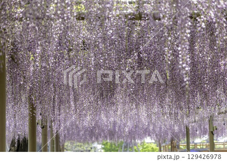 愛知県江南市曼陀羅寺公園の藤まつりと満開の藤棚 129426978