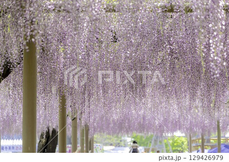 愛知県江南市曼陀羅寺公園の藤まつりと満開の藤棚 129426979