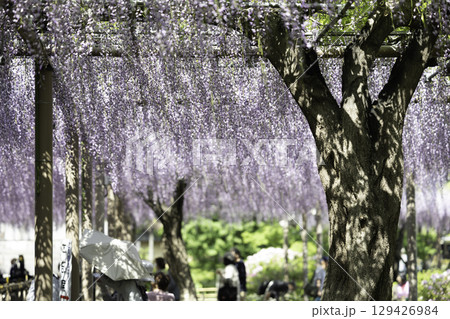 愛知県江南市曼陀羅寺公園の藤まつりと満開の藤棚 129426984