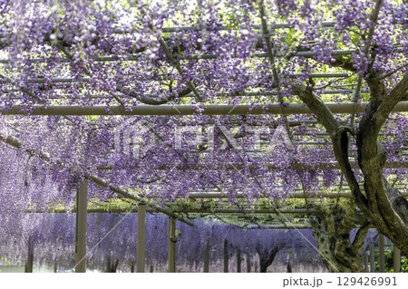 愛知県江南市曼陀羅寺公園の藤まつりと満開の藤棚 129426991