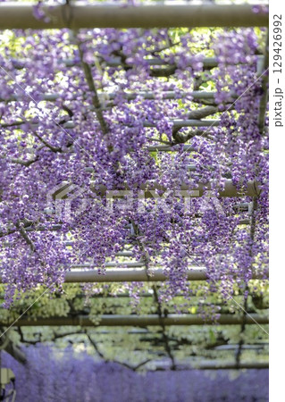 愛知県江南市曼陀羅寺公園の藤まつりと満開の藤棚 129426992