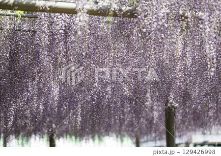 愛知県江南市曼陀羅寺公園の藤まつりと満開の藤棚 129426998