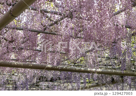 愛知県江南市曼陀羅寺公園の藤まつりと満開の藤棚 129427003
