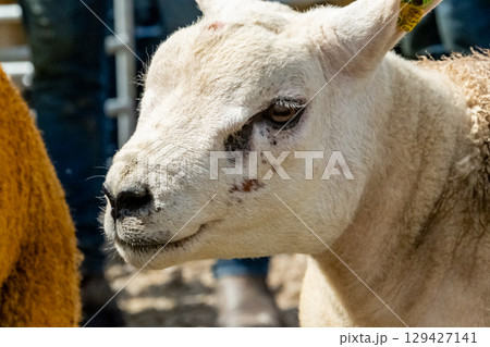 Texel sheep at the Meenacross Agricultural Show in Ireland 129427141