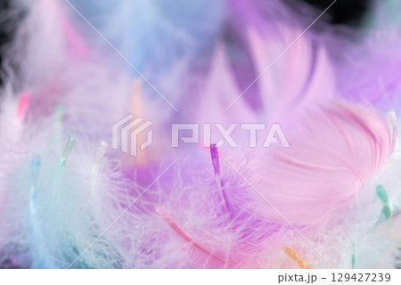 colorful swan feathers colorful swan feathers 129427239
