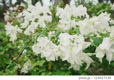 ベトナム ニャチャン モンキーアイランド ブーゲンビリアの花 129427336