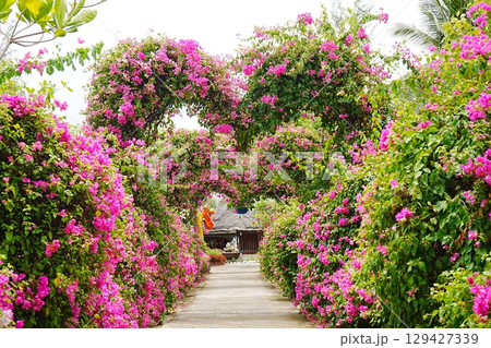 ベトナム ニャチャン モンキーアイランド ブーゲンビリアの花 129427339