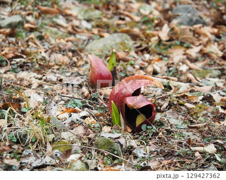 小鹿野町・両神の座禅草 129427362