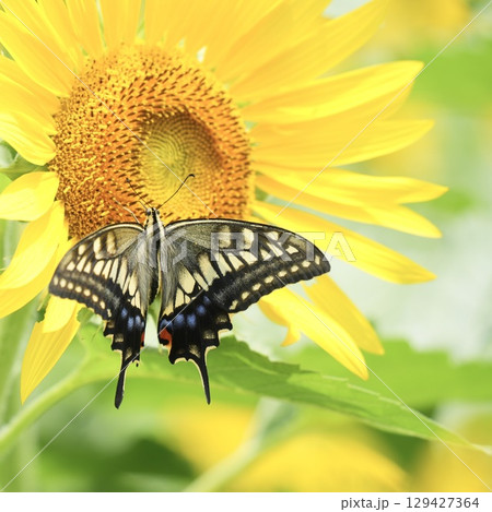 ヒマワリの蜜を吸うアゲハ蝶 羽を広げる ヒマワリの蜜を吸うアゲハ蝶 羽を広げる 129427364