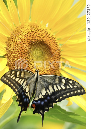 ヒマワリの蜜を吸うアゲハ蝶　羽を広げる 129427370