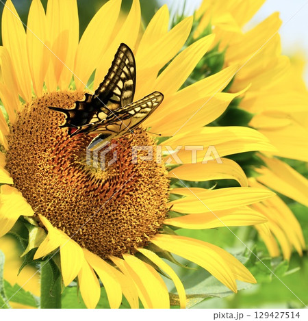ひまわりに止まる美しいアゲハチョウ　蜜を求めて 129427514
