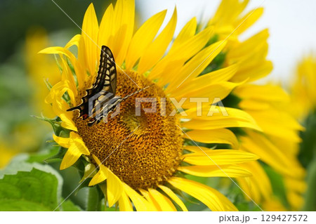 ひまわりに止まる美しいアゲハチョウ　蜜を求めて 129427572